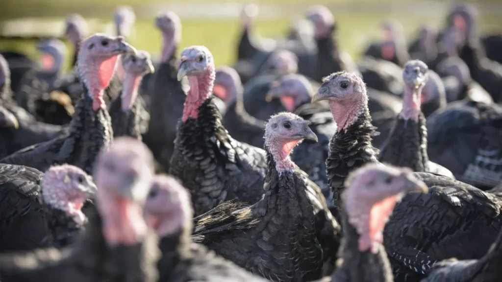 Turkey costs are predicted to decline in 2024, making Thanksgiving feasts more affordable